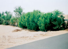 مصدات نباتية مقترحة