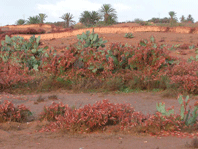 الجراد الأحمر