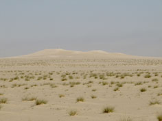 الضلع واضح في المحمية