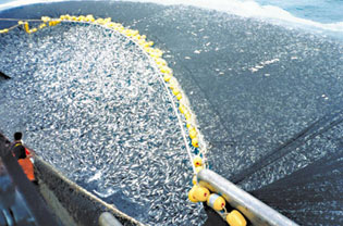 الإفراط في الصيد يؤثر على الأساس الإيكولوجي لمصائد الأسماك