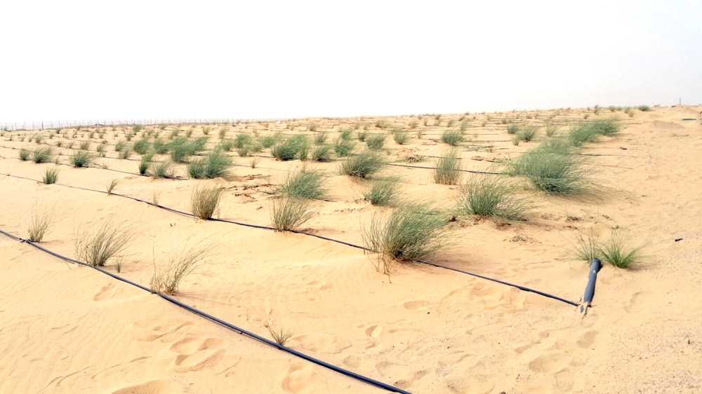 Public authority of agricultural affairs: “35 million seedlings to rehabilitate wildlife in Kuwait” 