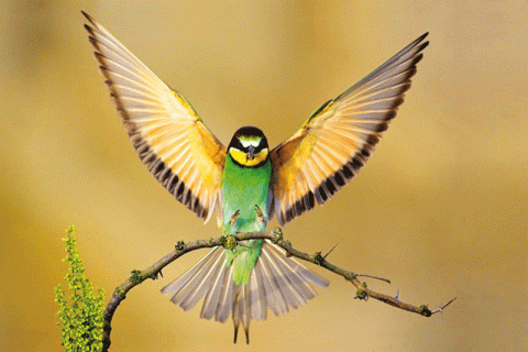 جاذبية الطيور جاذبية الطيور