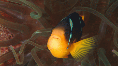 سمكة المهرج سمكة المهرج