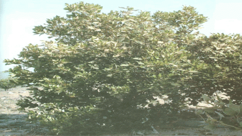 Mangroves 