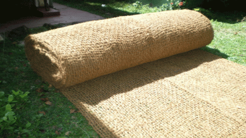 جوز الهند جوز الهند