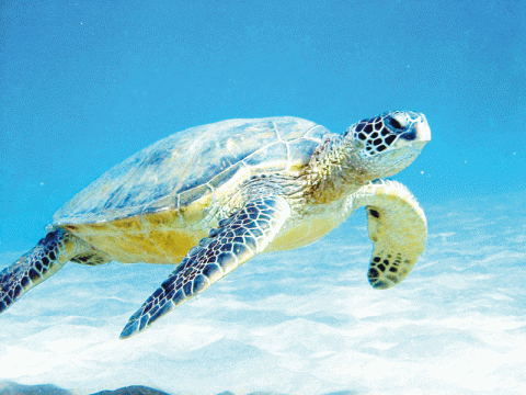 الحس المغناطيسي للسلاحف البحرية  الحس المغناطيسي للسلاحف البحرية