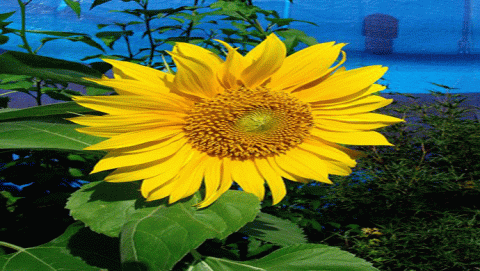 زهرة دوار الشمس