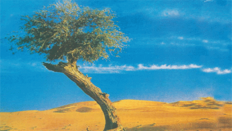 الصحراء الكبرى