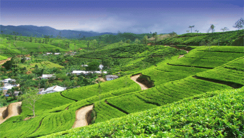 الشاي السيريلانكي