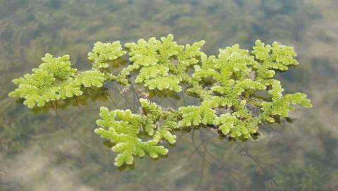 زراعة الأنسجة زراعة الأنسجة