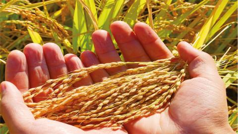 الأمن الغذائي الأمن الغذائي