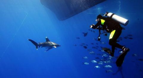The future of Fisheries in Kuwait