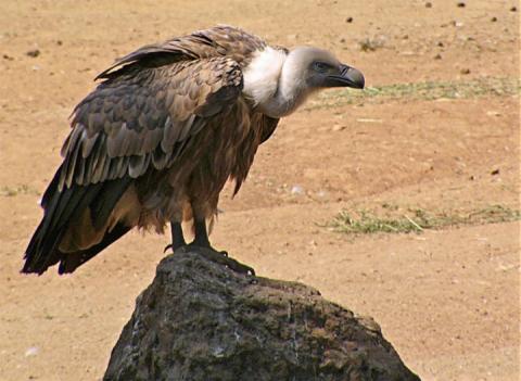 29 griffon vultures fly over Kuwait during a rare event